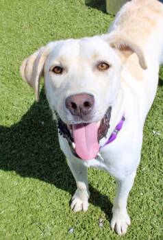 Yeti -  Great Pyrenees Dog for Adoption in Morgantown, Kentucky - Yeti | PetCurious