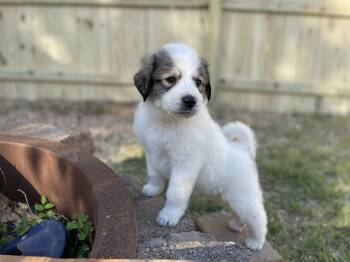 Marlin -  Great Pyrenees Dog for Adoption in Richmond, Virginia - Marlin | PetCurious