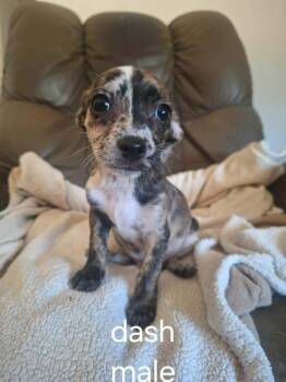 Dash -  Chihuahua Dog for Adoption in Eugene, Oregon - Dash | PetCurious