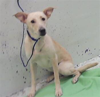 SUGAR -  Labrador Retriever and German Shepherd Dog Dog for Adoption in Houston, Texas - SUGAR | PetCurious