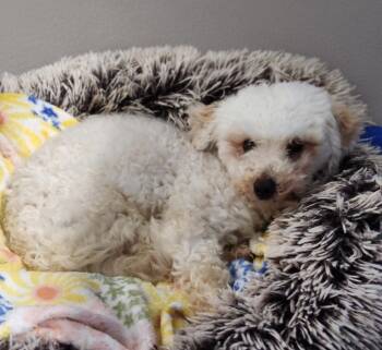 Jeter -  Miniature Poodle Dog for Adoption - Jeter | PetCurious