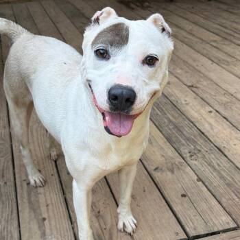 Ariana -  Mixed Breed Dog for Adoption in Wheeling, Illinois - Ariana | PetCurious