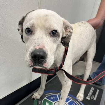 Maddox -  Terrier Dog for Adoption in Tampa, Florida - Maddox | PetCurious