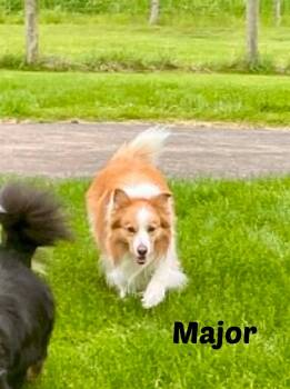Major -  Border Collie Dog for Adoption in Seymour, Indiana - Major | PetCurious