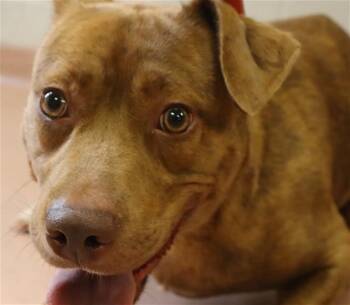 NALA -  Mixed Breed Dog for Adoption in Columbia, South Carolina - NALA | PetCurious
