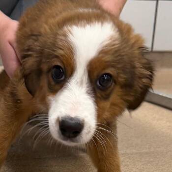 Sally -  Australian Shepherd and Dachshund Dog for Adoption in Zanesville, Ohio - Sally | PetCurious