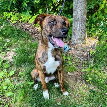 Rescue Boxer and Mixed Breed Dogs for Adoption in Lyndhurst, Virginia - Muppet | PetCurious