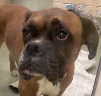 Mixed Breed Dogs Available for Adoption in Cincinnati, Ohio - RJ | PetCurious