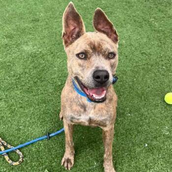 Pit Bull Terrier and Dutch Shepherd Dogs Available for Adoption in Temecula, California - Wylie | PetCurious
