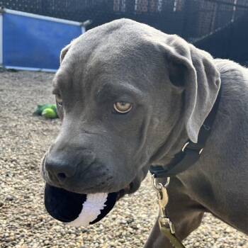 Cane Corso Dogs Available for Adoption in Pittsburgh, Pennsylvania - Thunder | PetCurious