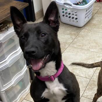 Mixed Breed Dogs Available for Adoption in Galveston, Texas - COCO | PetCurious