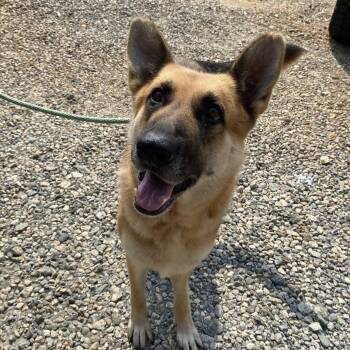 Athena -  German Shepherd Dog Dog for Adoption in Newborn, Georgia - Athena | PetCurious