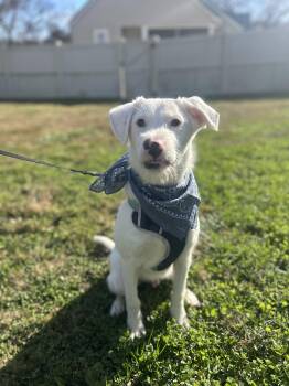 Rescue Mixed Breed Dogs for Adoption in Maryville, Tennessee - Willie | PetCurious