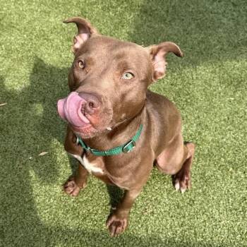 Chocolate Labrador Retriever Dogs Available for Adoption in Greensboro, North Carolina - Zagnut | PetCurious