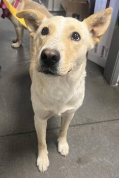 Julieta -  Mixed Breed Dog for Adoption in Fresno, California - Julieta | PetCurious