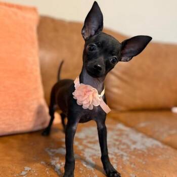 Margherita Pizza -  Chihuahua and Dachshund Dog for Adoption in Friendswood, Texas - Margherita Pizza | PetCurious