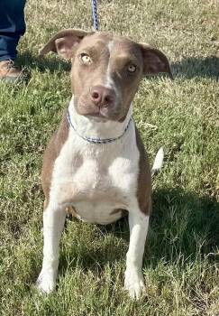 Rescue American Staffordshire Terrier Dogs for Adoption in Edna, Texas - Bama - Tagged4Rescue | PetCurious