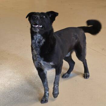 Cattle Dog and Border Collie Dogs Available for Adoption in Wharton, Texas - Ray Ban | PetCurious