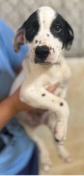 Andre -  Labrador Retriever and Mixed Breed Dog for Adoption in Morristown, New Jersey - Andre | PetCurious