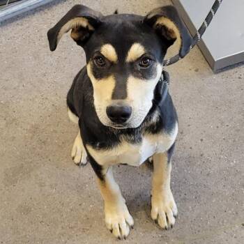 Mixed Breed Dogs Available for Adoption in Las Cruces, New Mexico - 105778 | PetCurious