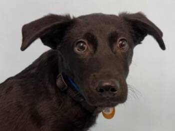 Guy -  Mixed Breed Dog for Adoption in Golden Valley, Minnesota - Guy | PetCurious