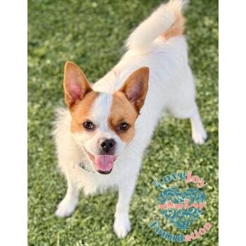 Rescue Jack Russell Terrier Dogs for Adoption in Inglewood, California - Percy | PetCurious