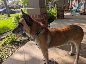 Tyson -  Mixed Breed and German Shepherd Dog Dog for Adoption in Austin, Texas - Tyson | PetCurious