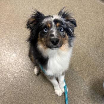 Frankie -  Australian Shepherd Dog for Adoption in Council Bluffs, Iowa - Frankie | PetCurious