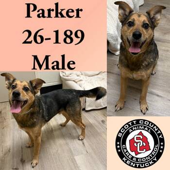 Shepherd Dogs Available for Adoption - Parker | PetCurious