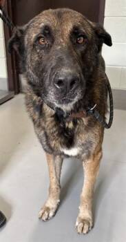 MAXIMUS -  German Shepherd Dog Dog for Adoption in Corpus Christi, Texas - MAXIMUS | PetCurious