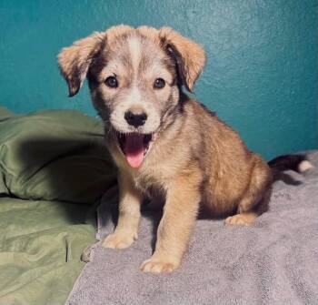 Lute -  German Shepherd Dog Dog for Adoption in New Baltimore, Michigan - Lute | PetCurious