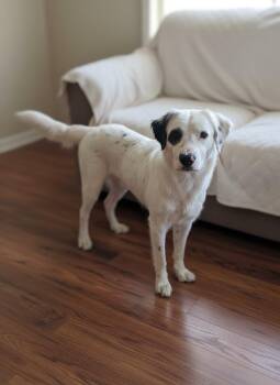 Great Pyrenees and Setter Dogs Available for Adoption - SPOT!!!!!  Laid Back And So Sweet!!! | PetCurious