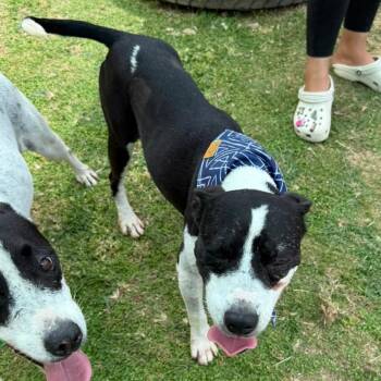 Rescue Mixed Breed Dogs for Adoption in Humacao, Humacao - Jack | PetCurious