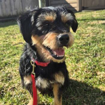 Terrier Dogs Available for Adoption - Mac | PetCurious