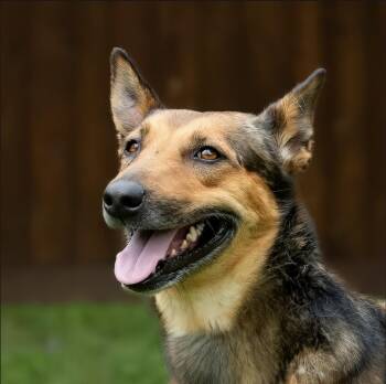Leona -  German Shepherd Dog Dog for Adoption in Houston, Texas - Leona | PetCurious