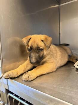 TESSA* -  Belgian Shepherd Malinois Dog for Adoption in Santa Cruz, California - TESSA* | PetCurious