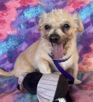 Stinky -  Norwich Terrier Dog for Adoption in Memphis, Tennessee - Stinky | PetCurious