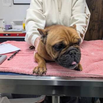 French Bulldog Dogs Available for Adoption - PENNY | PetCurious