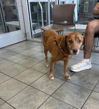 Labrador Retriever Dogs Available for Adoption in San Antonio, Texas - PEANUT BUTTER | PetCurious