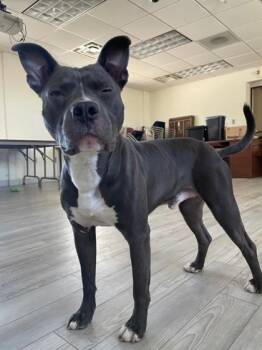 Pit Bull Terrier Dogs Available for Adoption in South Bend, Indiana - Blue | PetCurious