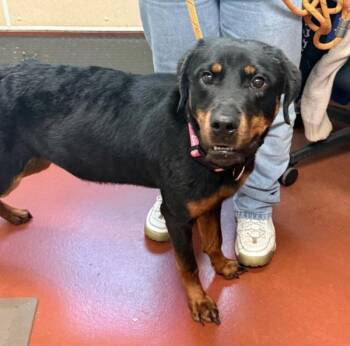 Barbie -  Rottweiler Dog for Adoption in Salisbury, Maryland - Barbie | PetCurious