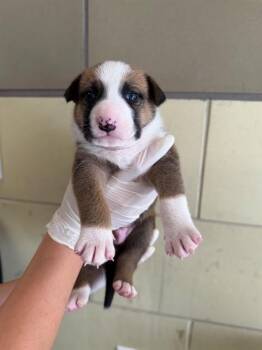 HOPPER -  Pit Bull Terrier and German Shepherd Dog Dog for Adoption in Riverside, California - HOPPER | PetCurious
