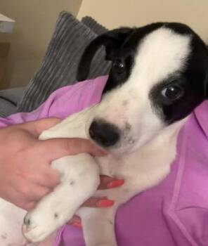 Chuck -  Border Collie and Labrador Retriever Dog for Adoption in Liverpool, Texas - Chuck | PetCurious