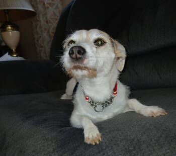 Rescue Wirehaired Terrier Dogs for Adoption in Randolph, Vermont - Talia | PetCurious