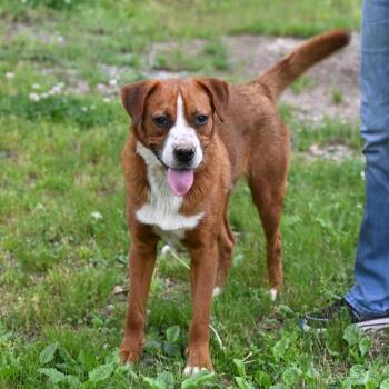 Mountain Dog Dogs Available for Adoption - Brutis | PetCurious