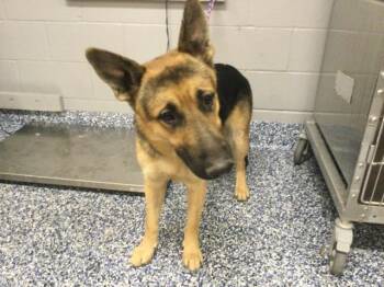 A1926557 -  German Shepherd Dog Dog for Adoption in Thousand Palms, California - A1926557 | PetCurious