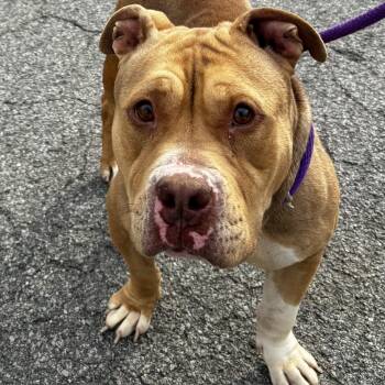 Diamond -  Pit Bull Terrier and American Bulldog Dog for Adoption in Buffalo, New York - Diamond | PetCurious