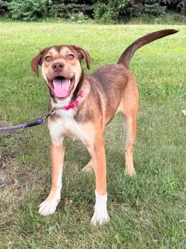Cleo -  Labrador Retriever and Husky Dog for Adoption in Maryville, Missouri - Cleo | PetCurious