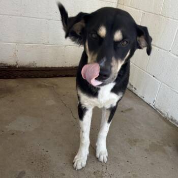 Panko -  Shepherd Dog for Adoption in Edinburg, Texas - Panko | PetCurious