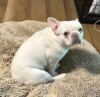 Liberty in MO -  French Bulldog Dog for Adoption - Liberty In MO | PetCurious